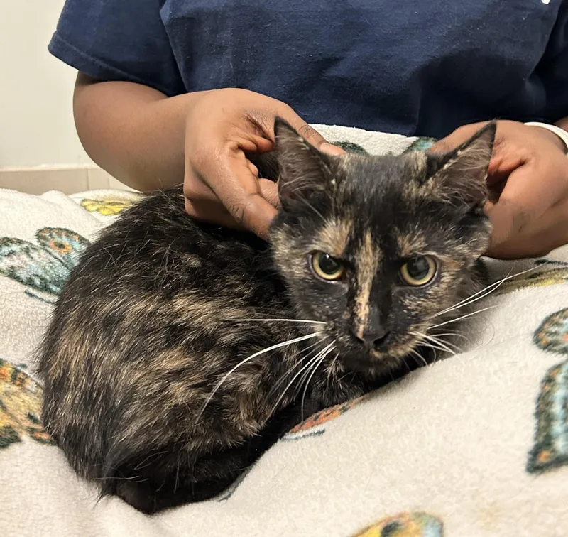 Calliope & Bono thumbnail 3