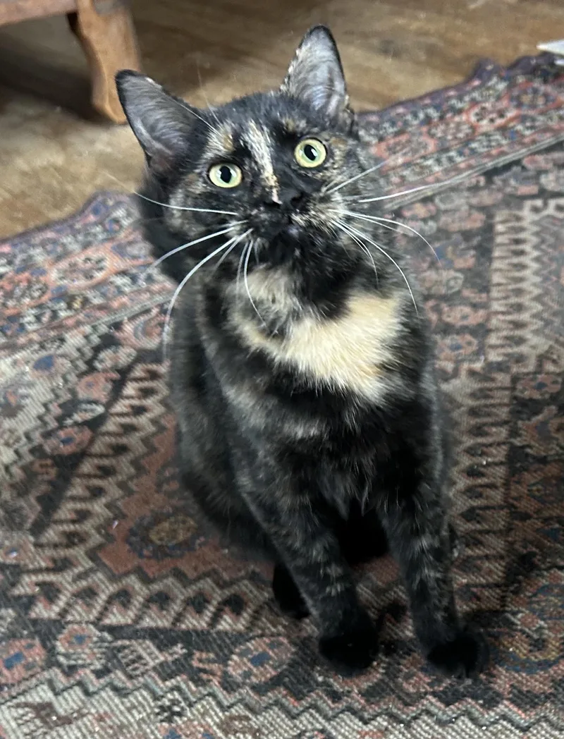 Calliope & Bono thumbnail 4