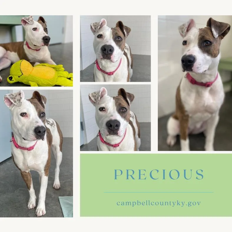 Precious thumbnail 4