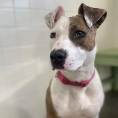 Precious thumbnail 5