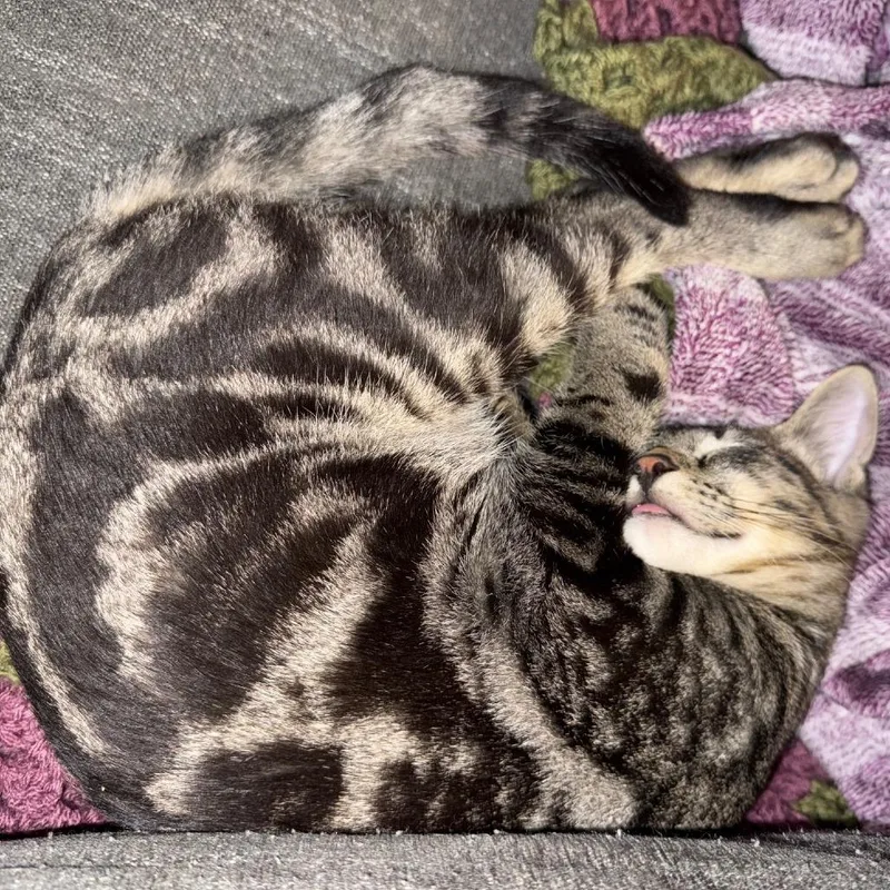 Little Man thumbnail 2