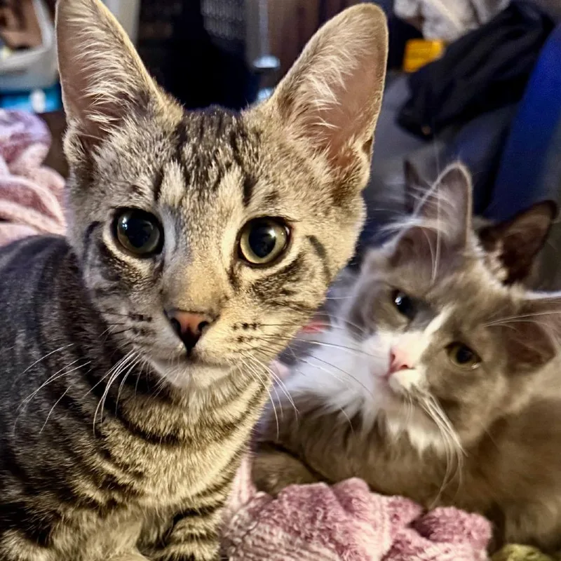 Little Man thumbnail 3