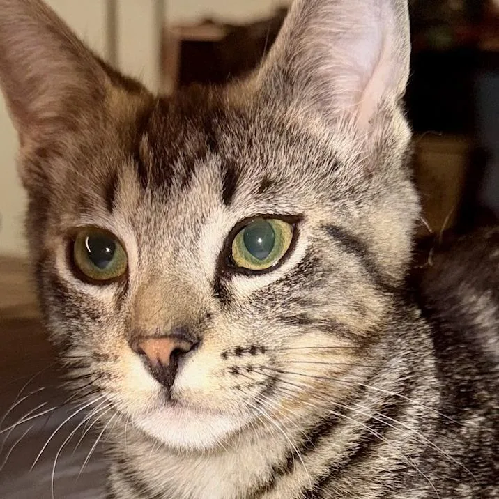 Little Man thumbnail 4