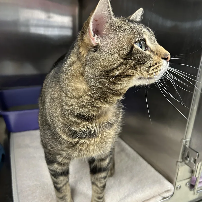 Griswald thumbnail 3