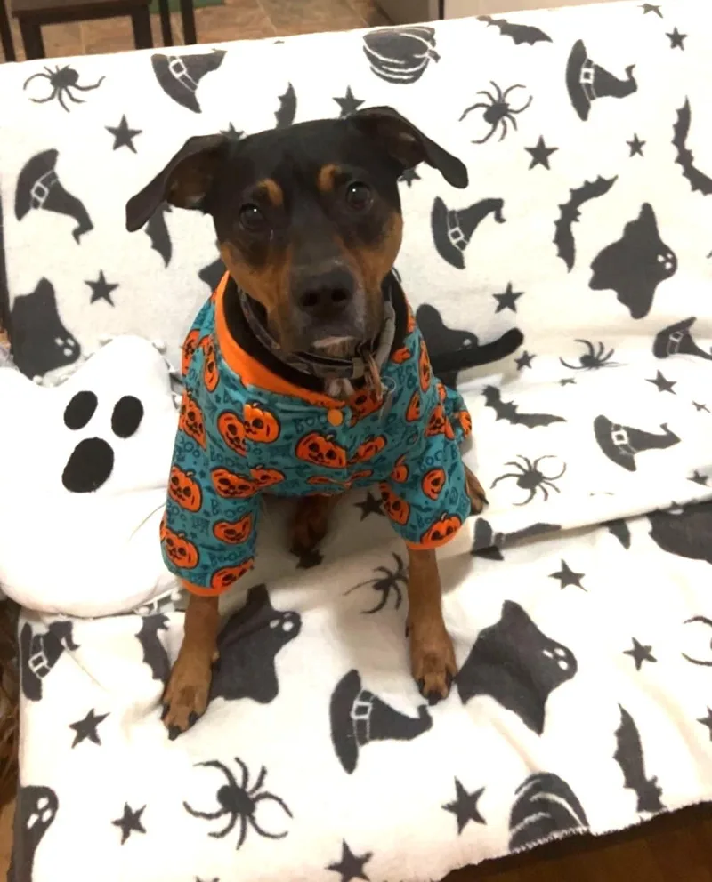 Fig Newton thumbnail 2