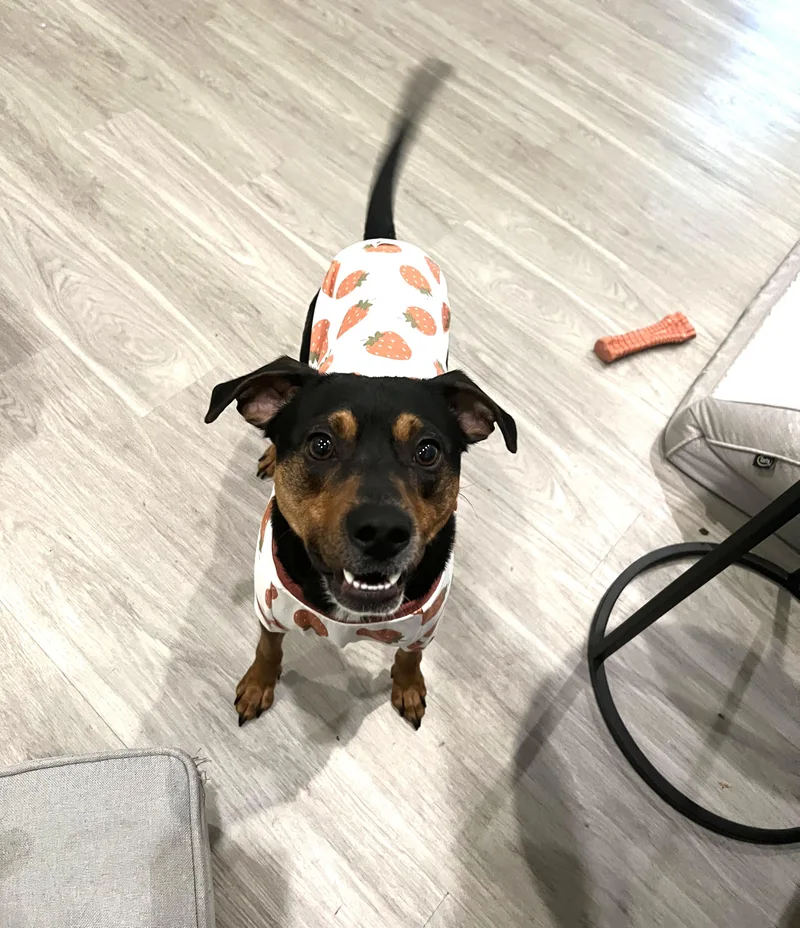 Fig Newton thumbnail 3