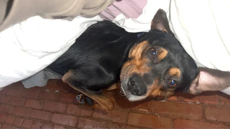 Fig Newton thumbnail 4