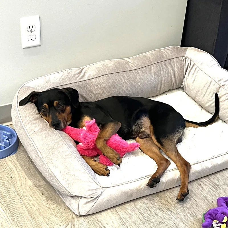 Fig Newton thumbnail 5