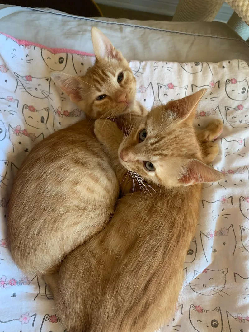 Ulrich And Vincent thumbnail 4