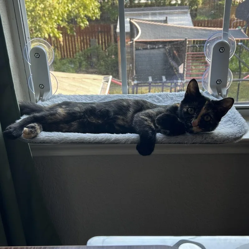 Don't Dilly Dally Silly thumbnail 2