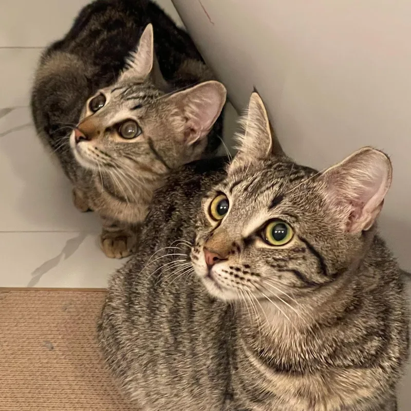 Local Foggy & Elaina