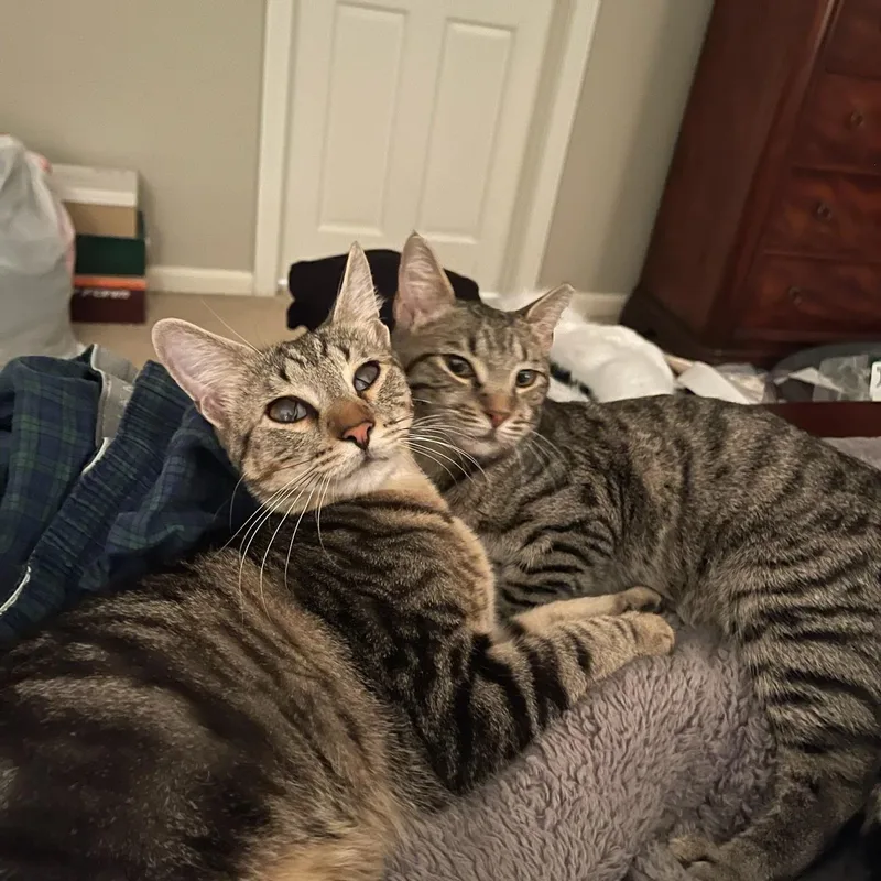 Local Foggy & Elaina thumbnail 3