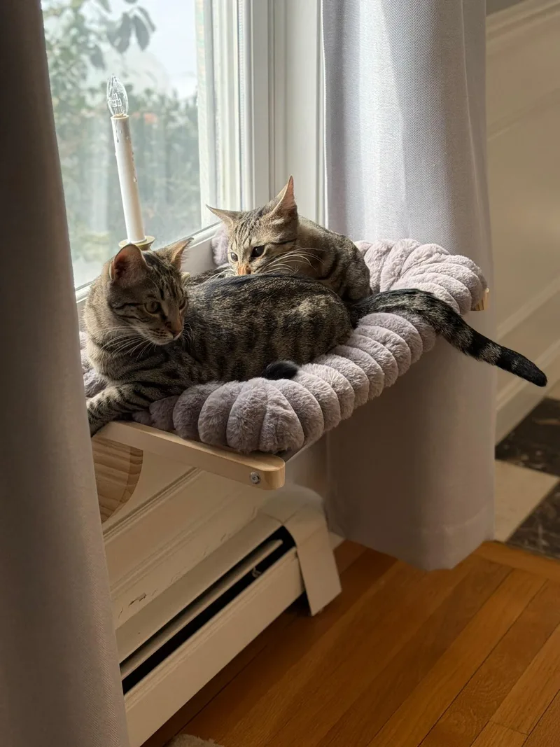 Local Foggy & Elaina thumbnail 4