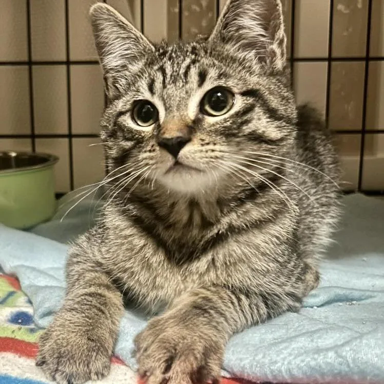 Rootbeer  Rooty Lagiglia