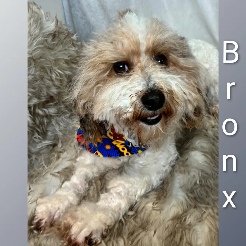 An adult small-sized male Yellow / Tan / Blond / Fawn Bernedoodle dog named Bronx for adoption in Fredericksburg, VA
