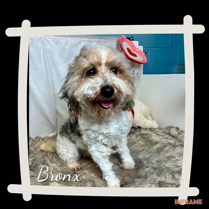Bronx thumbnail 2