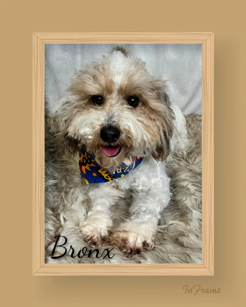 Bronx thumbnail 3