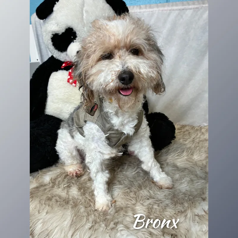 Bronx thumbnail 4