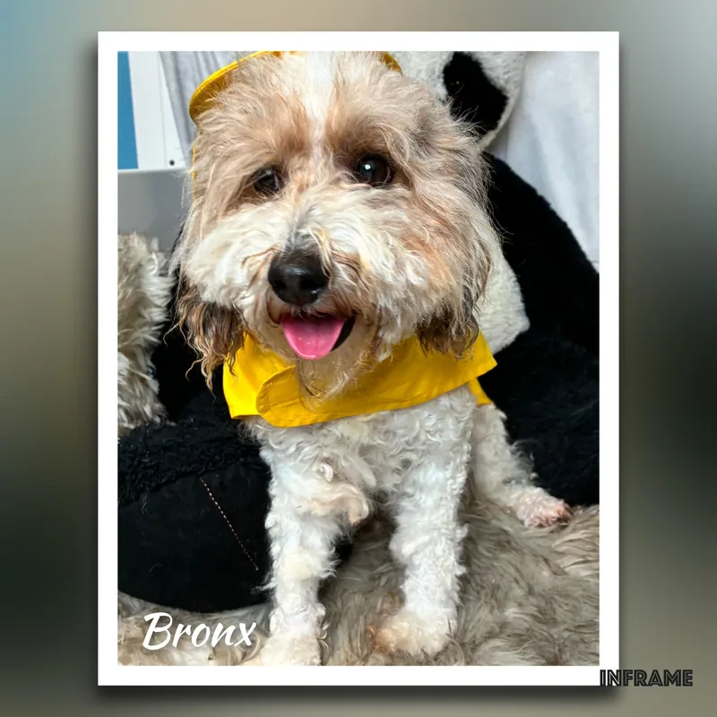 Bronx thumbnail 5