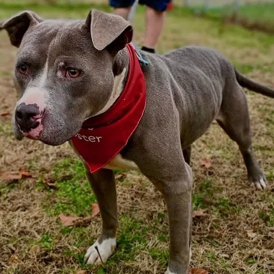 Hank  New Pics! thumbnail 4