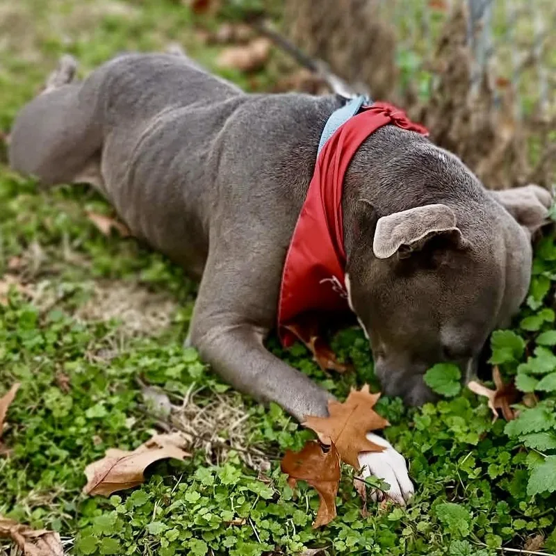 Hank  New Pics! thumbnail 5