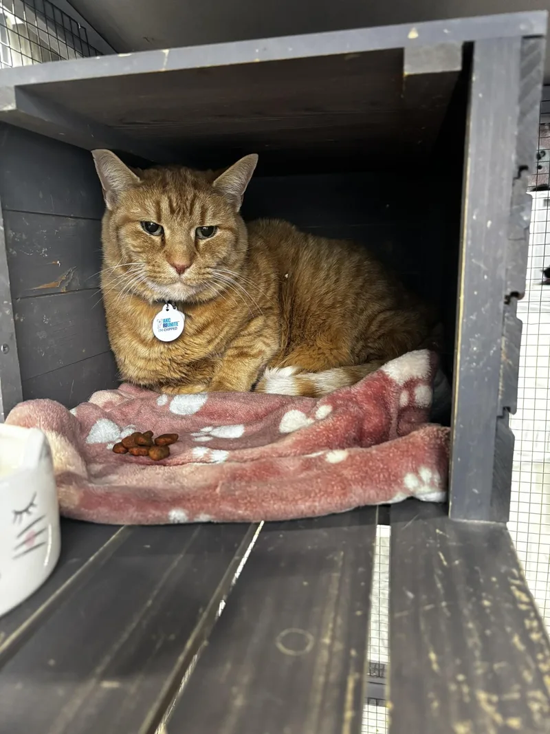 Chance The Slapper thumbnail 3