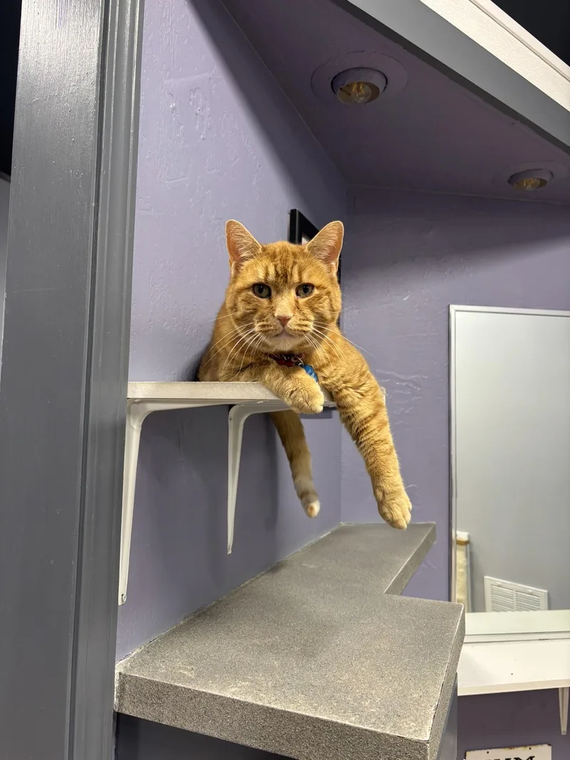 Chance The Slapper thumbnail 4