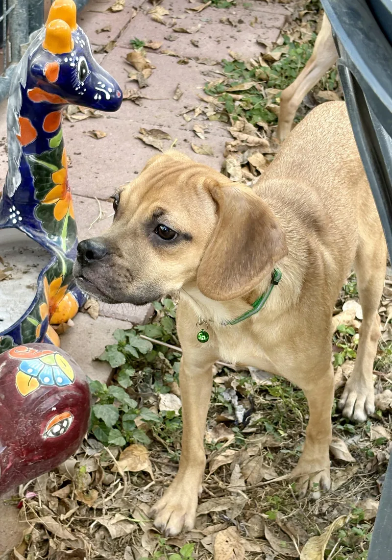 Cuddle Bug thumbnail 2