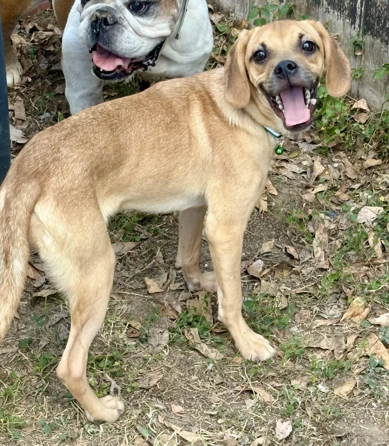 Cuddle Bug thumbnail 3