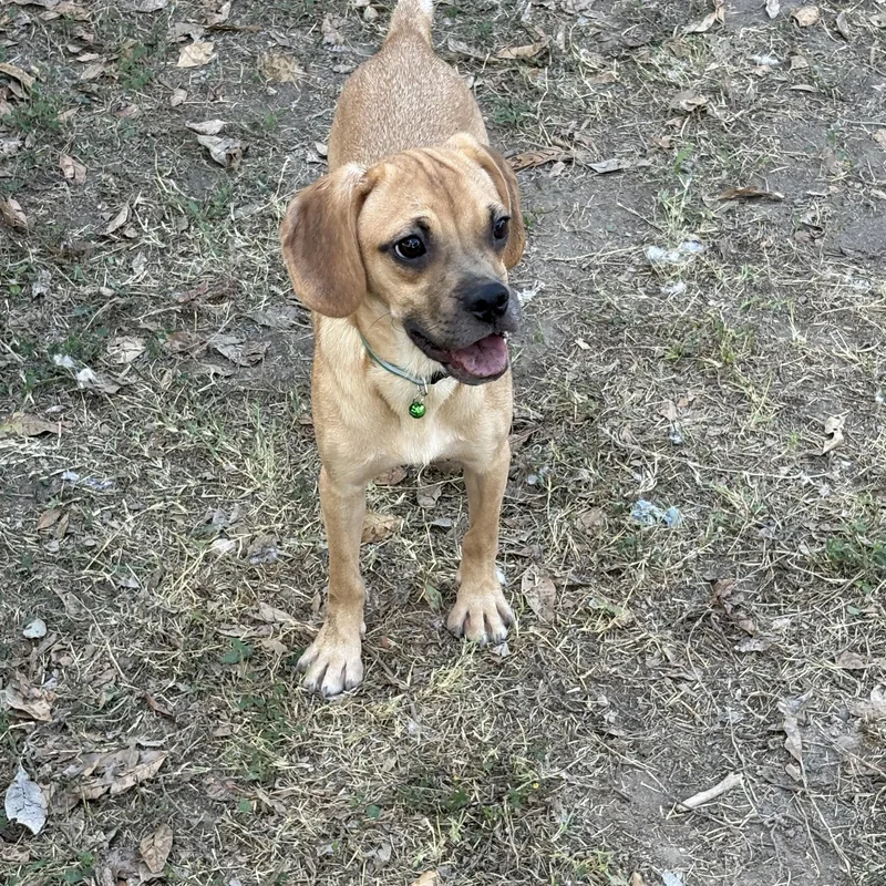 Cuddle Bug thumbnail 4