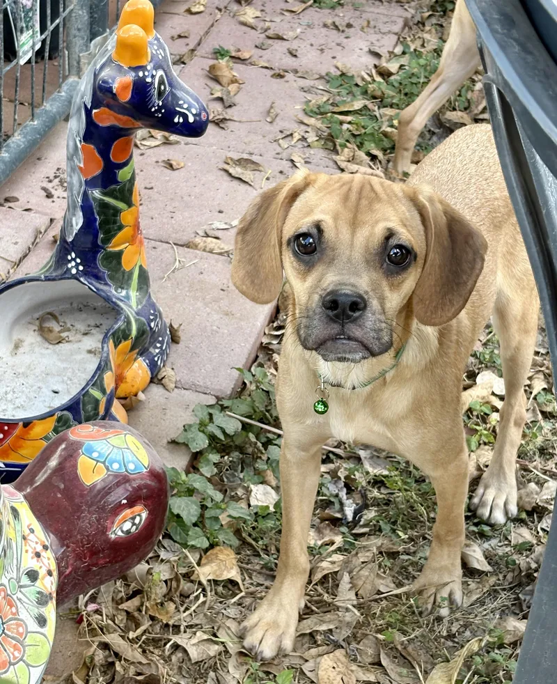 Cuddle Bug thumbnail 5