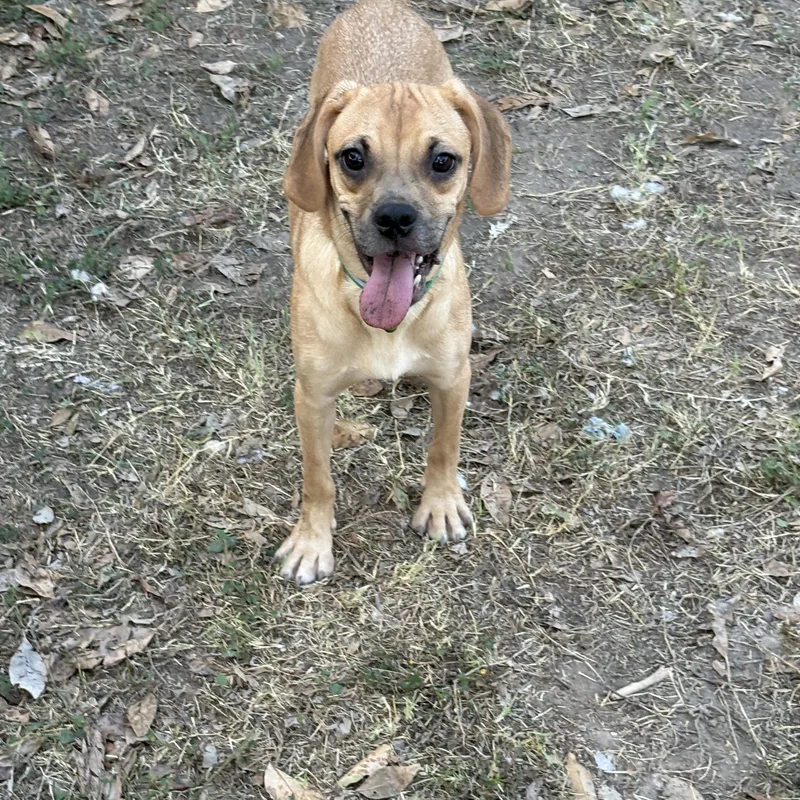 Cuddle Bug thumbnail 6