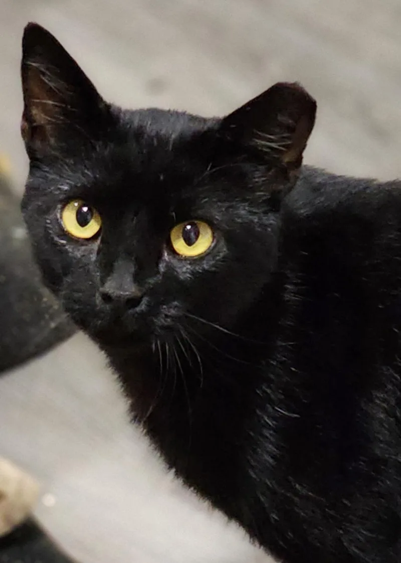 Samuel L Jackson thumbnail 4