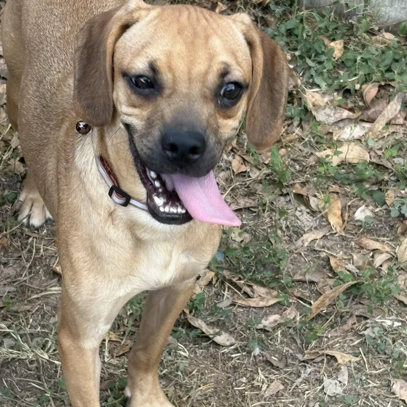 Jitter Bug thumbnail 2