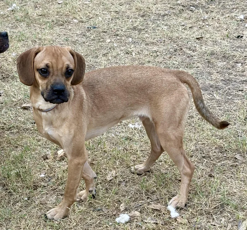 Jitter Bug thumbnail 3