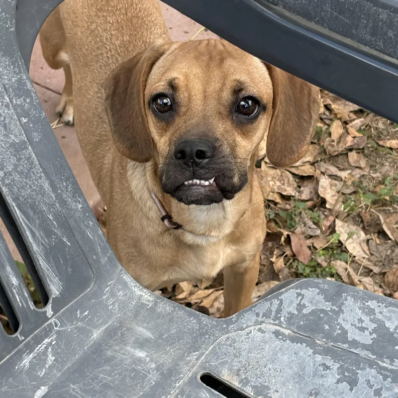 Jitter Bug thumbnail 4