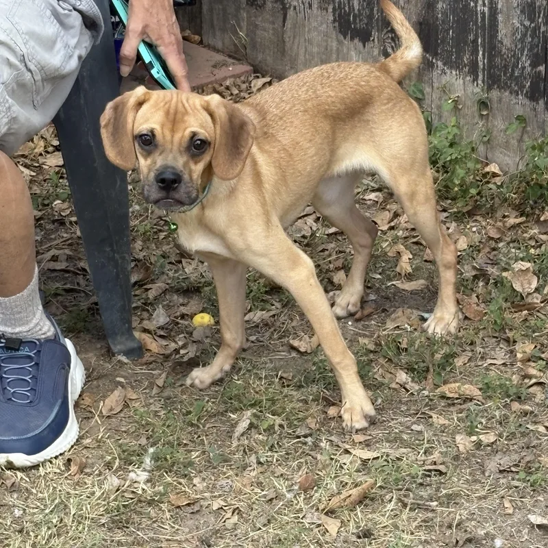 Jitter Bug thumbnail 5