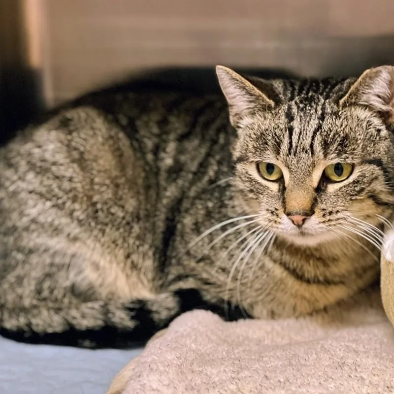 Mrs. Norris thumbnail 2