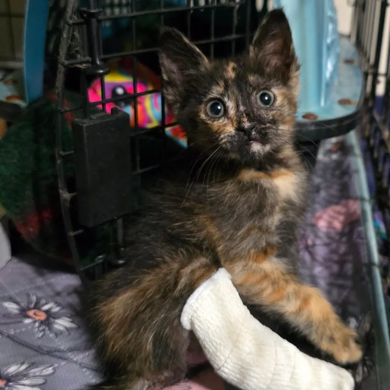 Linda Jo thumbnail 2