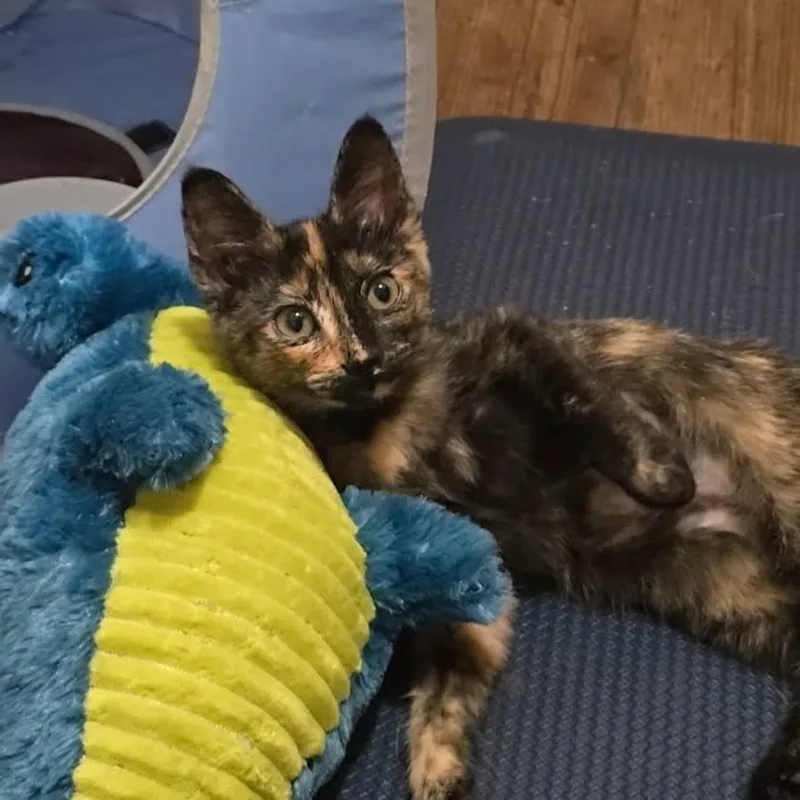 Linda Jo thumbnail 3