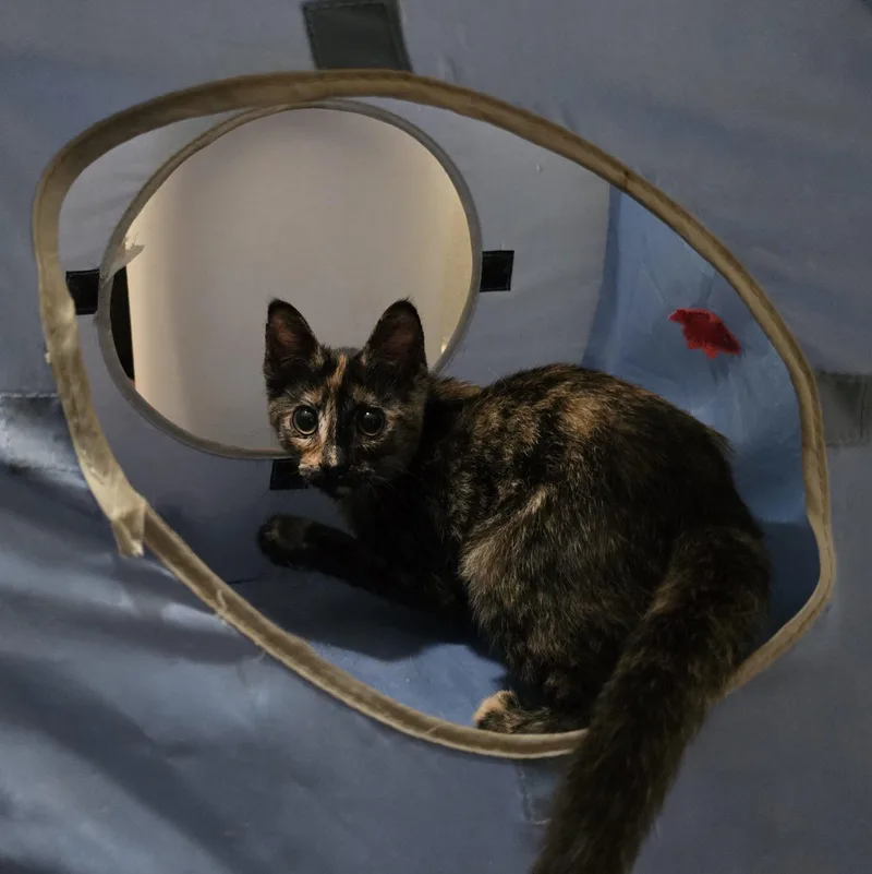 Linda Jo thumbnail 4