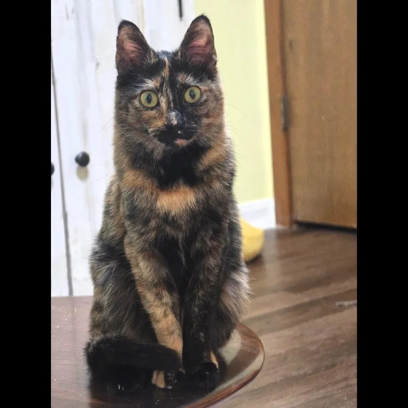 Linda Jo thumbnail 5