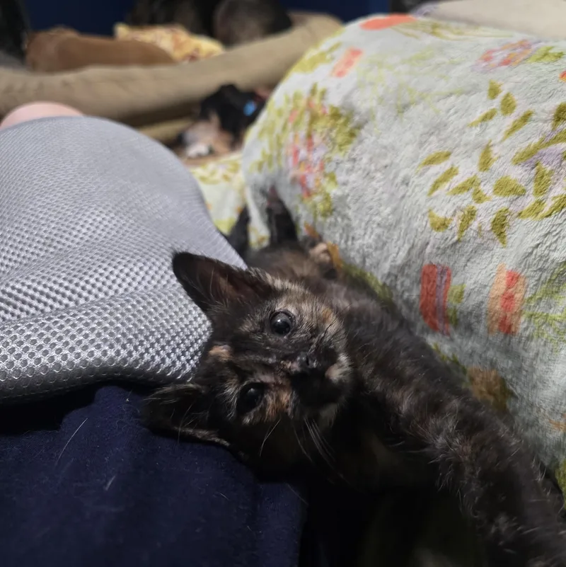 Linda Jo thumbnail 6