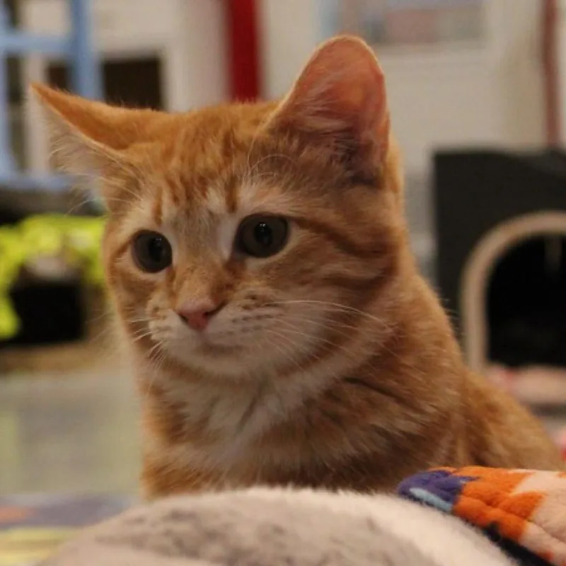 An adult medium-sized male Orange / Red Domestic Short Hair cat named Allen for adoption in Defiance, OH