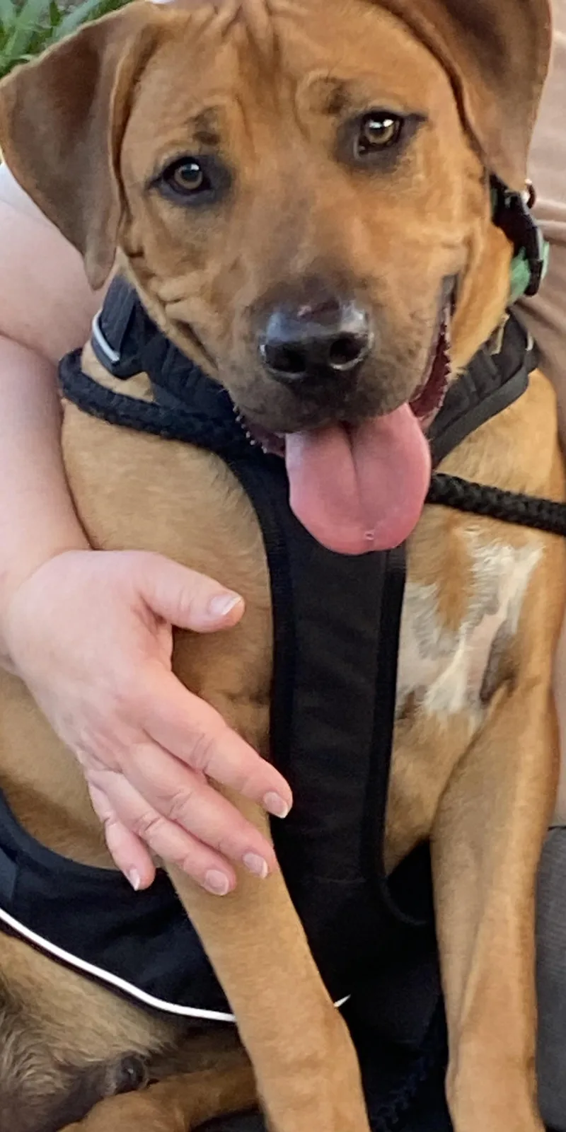 Rocky  Loves To thumbnail 2