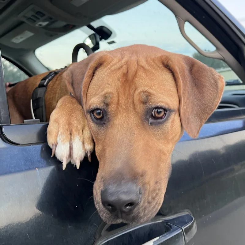 Rocky  Loves To thumbnail 3