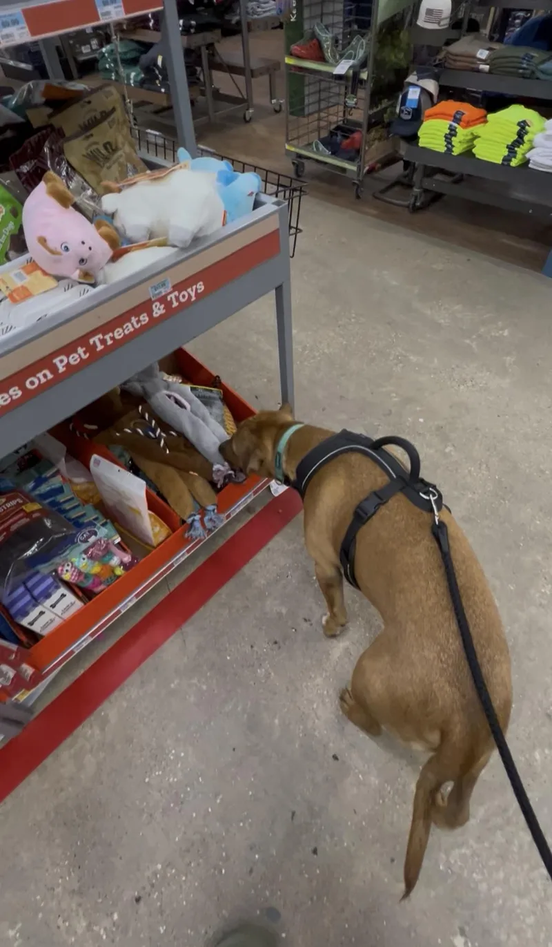 Rocky  Loves To thumbnail 4