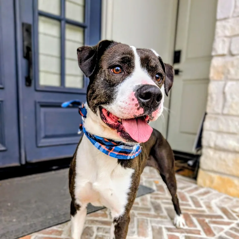 Snoopy – Cuddles  thumbnail 3