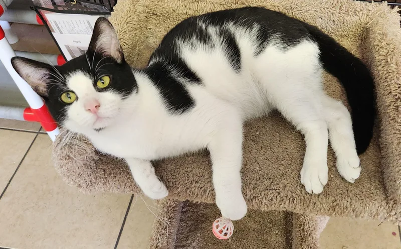 Sylvester thumbnail 3