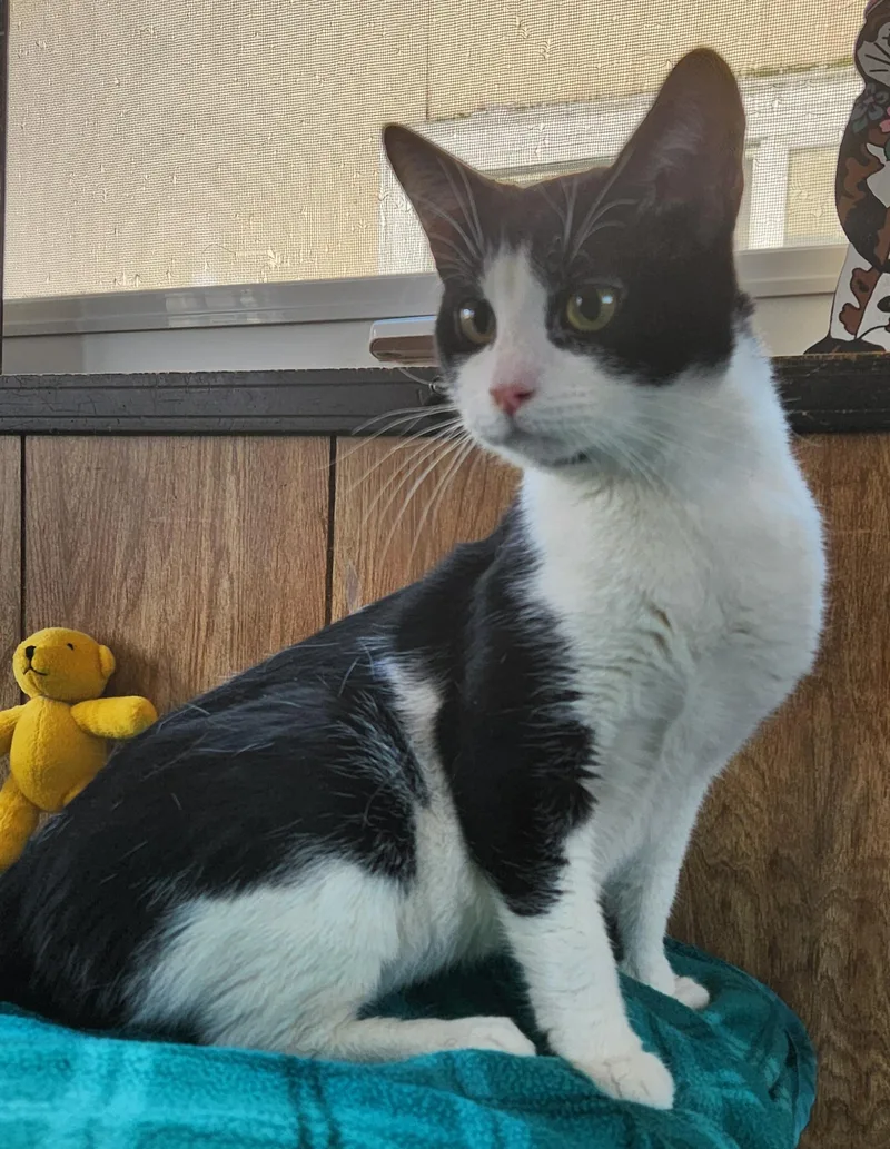 Sylvester thumbnail 4